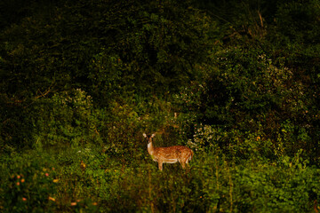 Safari na Sri Lance sarny © Katarzyna