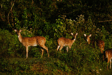 Safari na Sri Lance sarny © Katarzyna