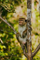 Safari na Sri Lance małpa © Katarzyna
