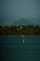 Safari na Sri Lance ptak © Katarzyna