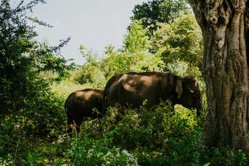 Safari na Sri Lance słoń © Katarzyna