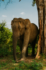 Safari na Sri Lance słoń © Katarzyna