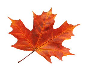 Obraz premium Falling maple leaf autumn nature isolated on transparent background - Generative AI