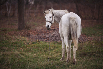 White horse stands in a serene field as evening light casts gentle shadows over the landscape
