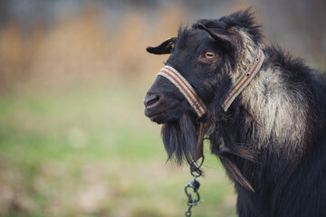 Fototapeta premium Majestic black goat with a rugged mane stands gracefully in a lush green pasture under soft daylight