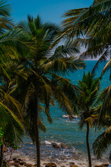 Fototapeta premium Palmy i ocean