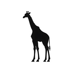 Fototapeta premium a giraffe silhouette
