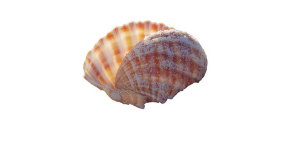a sea shell on a transparent background, PNG image, PNG file, Generative art.