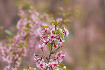 The Tiger Lily, a winter flower of Thailand