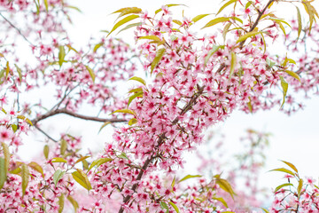 The Tiger Lily, a winter flower of Thailand