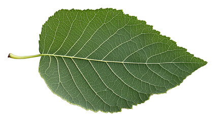 Obraz premium a close up of a green leaf on a transparent background, PNG image, PNG file, Generative art.