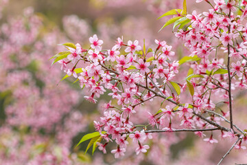 The Tiger Lily, a winter flower of Thailand