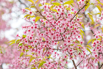 Obraz premium The Tiger Lily, a winter flower of Thailand