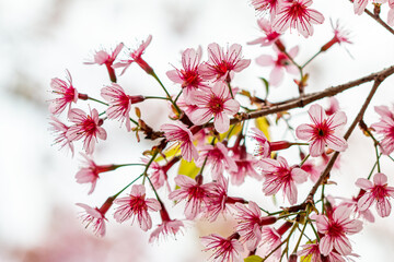 The Tiger Lily, a winter flower of Thailand