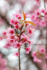 The Tiger Lily, a winter flower of Thailand