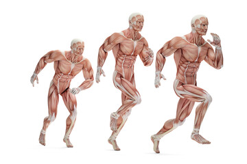 Running cycle. 3D Anatomical illustration. Isolated. 3D illustration