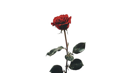 Fototapeta premium a single red rose on a transparent background, PNG image, PNG file, Generative art.