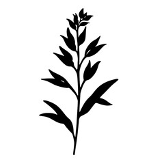 Fototapeta premium a plant silhouette
