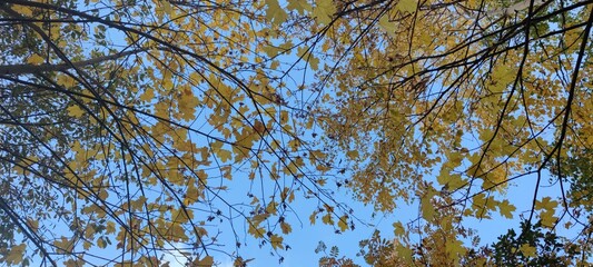Maple leaves on a tree. Late autumn against the blue sky, thin long tree branches are visible, maple leaves hang on the branches. The leaves have different colors from yellow to brown.