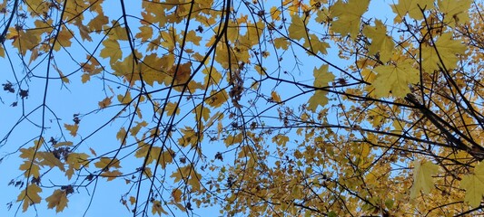 Maple leaves on a tree. Late autumn against the blue sky, thin long tree branches are visible, maple leaves hang on the branches. The leaves have different colors from yellow to brown.