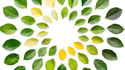 green and yellow leaves arranged in a circle on a transparent background, PNG image, PNG file, Generative art.