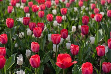 Obraz premium 튤립