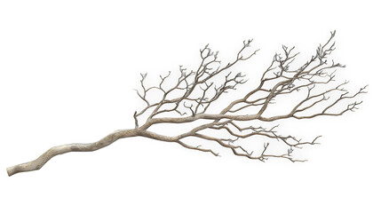 Obraz premium a dead tree with white branches on a transparent background, PNG image, PNG file, Generative art.