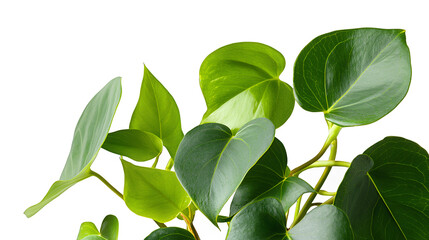 a green plant with leaves on a transparent background, PNG image, PNG file, Generative art.