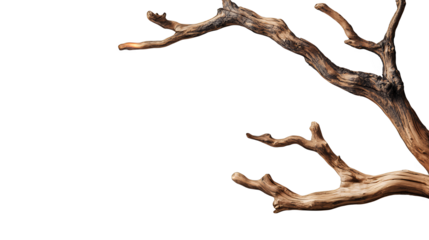 a dry branch of a dead tree against a transparent background, PNG image, PNG file, Generative art.