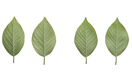 Fototapeta premium a set of green leaf isolated on a transparent background, PNG image, PNG file, Generative art.