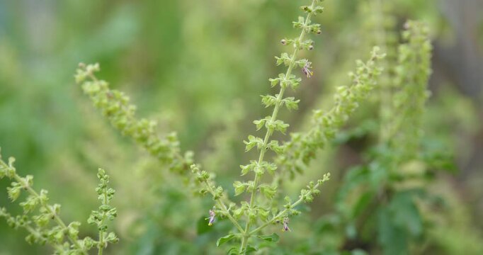 (Ocimum tenuiflorum) Ocimum tenuiflorum flowers ready for harvest