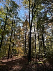 Forêt de hêtres en automne sous le soleil, jeu de lumière et couleurs flamboyantes
