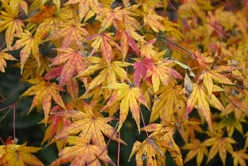 yellow maple leaves in the autumn in the garden
