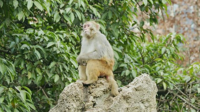 Macaques at Chengdu Zoo in Sichuan province, China