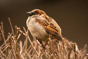 sparrow on a branch