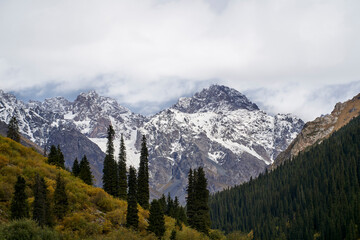 landscape with forest and snow mountain in xinjiang, china