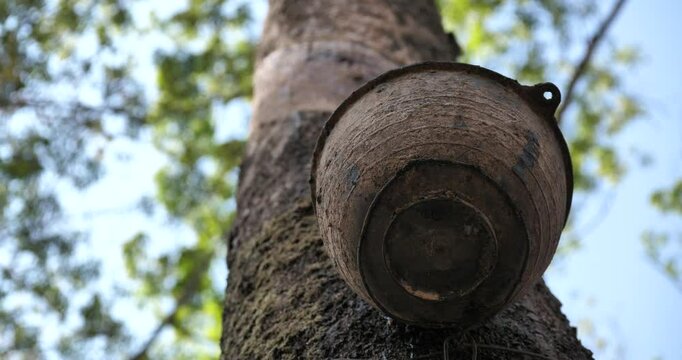 (Hevea brasiliensis)Rubber trees and containers