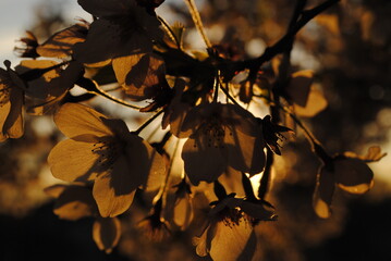autumn leaves on the tree