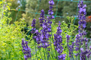 Fototapeta premium Lavandula officinalis grows in meadow. Lavandula cultivated for ornamental purposes and for oil production in cottage garden. Sunny day.