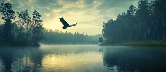 Obraz premium Eagle soars lake sunrise, misty forest