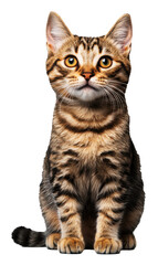 Obraz premium Adorable Brown Tabby Cat Sitting and Looking Up with Golden Eyes on Transparent Background