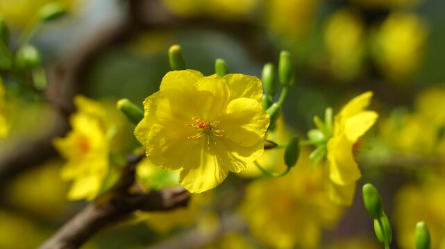 the golden blooms of Ochna integerrima, commonly known as the Vietnamese Mai flower, symbolizing prosperity and good fortune. The delicate petals and vibrant buds signify renewal and spring 