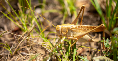 Locust close-up on plants. Locust invasion of agricultural fields. Exotic food of Asia.