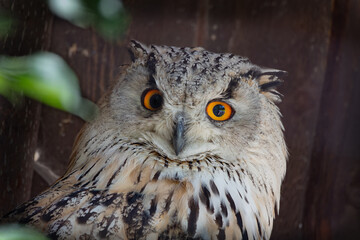  majestic portrait of Siberian owl its natural habitat in daylight.
