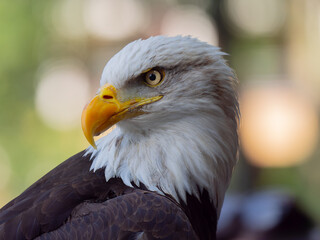 Majestic bald eagle perched calmly, showcasing striking features and sharp gaze in a natural setting
