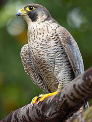 majestic portrait of a peregrine falconin its natural habitat in daylight.