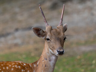 Close-up of a young deer in a natural habitat during a sunny day in summer