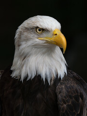 Majestic bald eagle perched calmly, showcasing striking features.