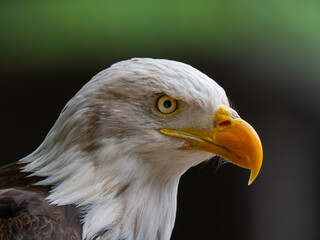 Majestic bald eagle perched calmly, showcasing striking features and sharp gaze in a natural setting