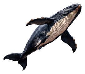 Fototapeta premium Humpback Whale Swimming In The Deep With Black And Transparent Background
